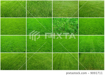 Green grass Green grass 9091711