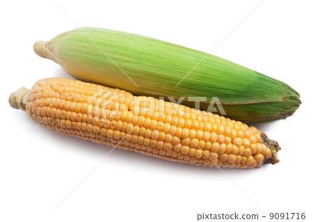 Corn 9091716
