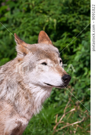 Wolf Wolf 9091822
