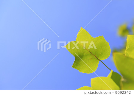 leaf  9092242
