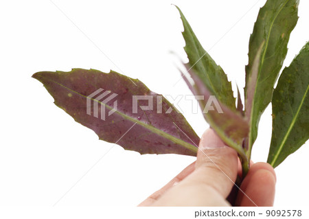 Kintoki草 Kintoki草 9092578