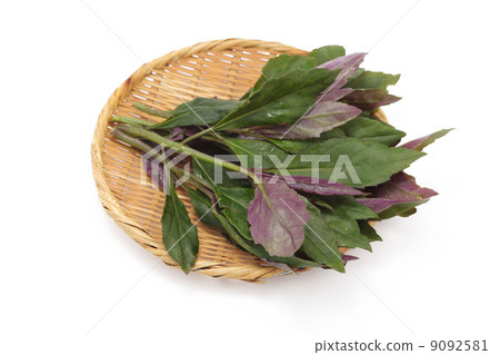 Kintoki grass 9092581