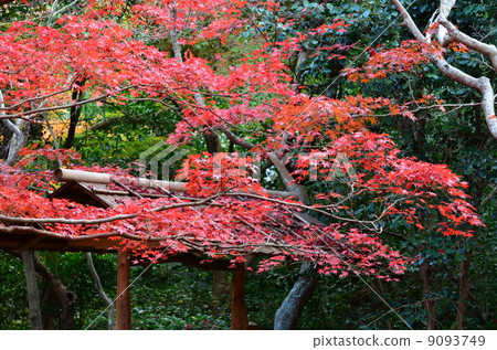 Autumn colored Sagano Mirarian Autumn colored Sagano Mirarian 9093749