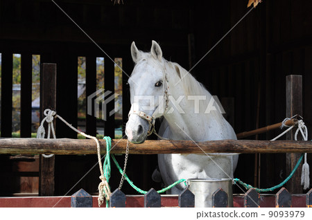 Kamigamo Shrine神社-2 Kamigamo Shrine神社-2 9093979