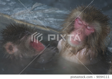 A monkey entering a hot spring 9094111