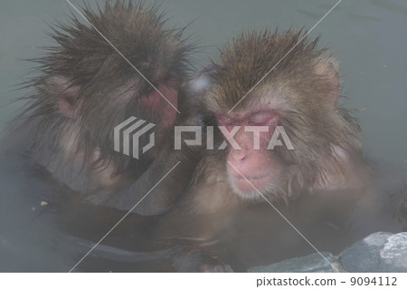 A monkey entering a hot spring 9094112