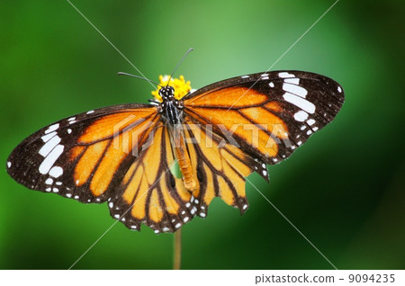 Sujikuro Kabamadara 9094235