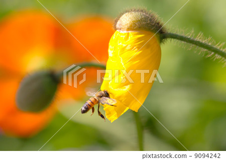 蜜蜂和罌粟花 9094242