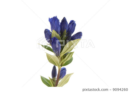 Purple gentian on white background Purple gentian on white background 9094260