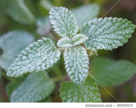 Frozen cat mint 9094503