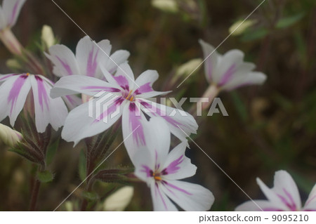 Shibazakura Shibazakura 9095210