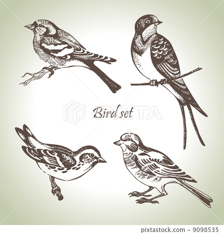Bird set, hand-drawn illustration 9098535