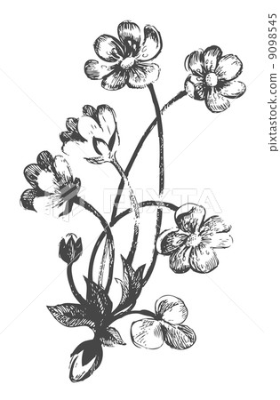 Flowers.Hand-drawn illustrations 9098545