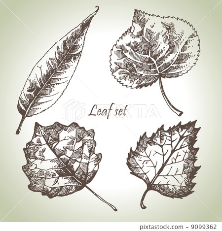 Hand drawn leaf set Hand drawn leaf set 9099362