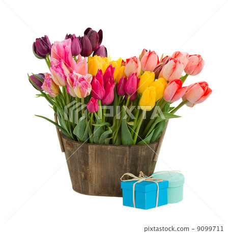 Bunch of multicolored tulips flowers Bunch of multicolored tulips flowers 9099711