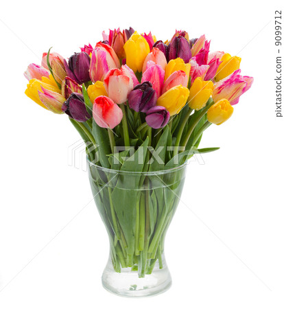 fresh tulips in vase fresh tulips in vase 9099712