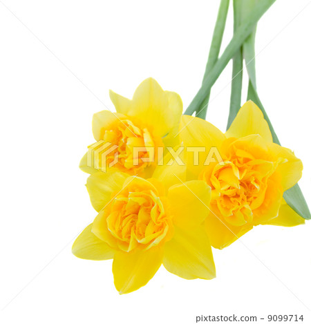 daffodil flowers close up daffodil flowers close up 9099714