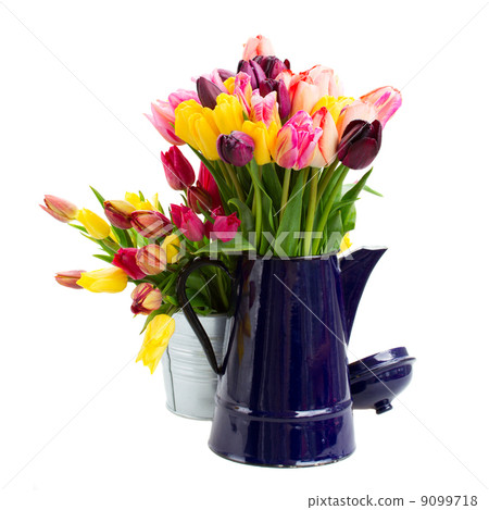 Pots with bunch of tulips flowers Pots with bunch of tulips flowers 9099718