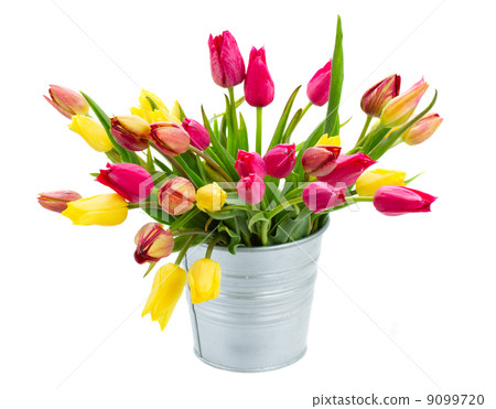 Pot with pink and yellow tulips flowers Pot with pink and yellow tulips flowers 9099720