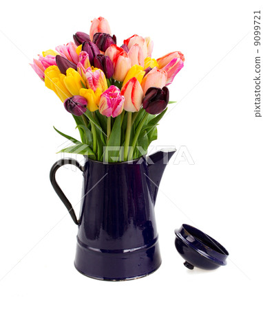 Blue pot with of tulips flowers close up Blue pot with of tulips flowers close up 9099721
