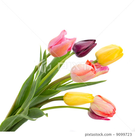 Posy of tulips flowers close up Posy of tulips flowers close up 9099723
