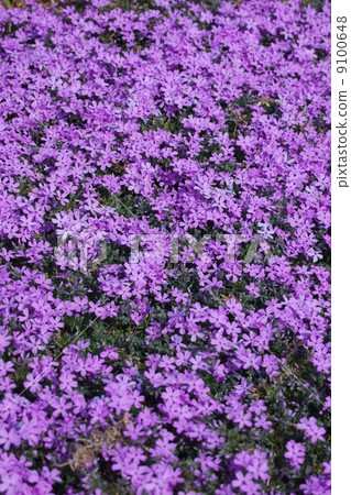 The lawn crop is a spruce. Even if it is a bit cold, it is full of energy. 9100648