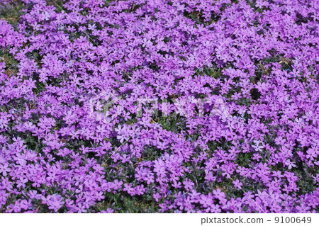 The lawn crop is a spruce. Even if it is a bit cold, it is full of energy. 9100649