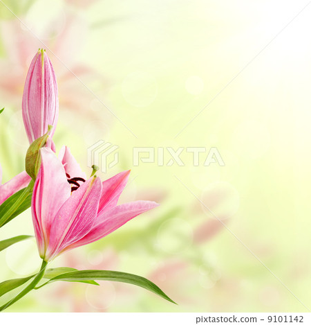 Pink lilies background Pink lilies background 9101142