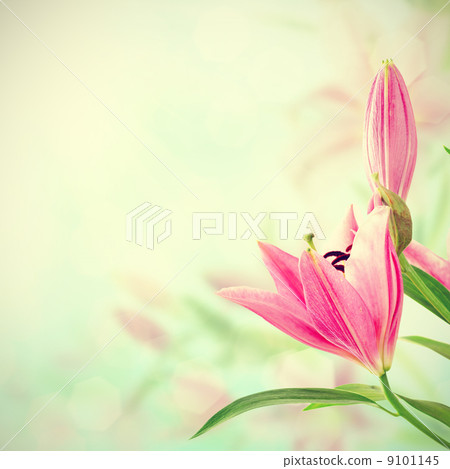 Pink lilies background Pink lilies background 9101145