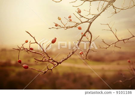 Rosehip berries Rosehip berries 9101186