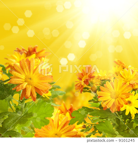 Chrysanthemum floral background Chrysanthemum floral background 9101245