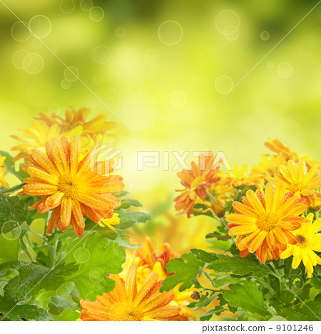 Chrysanthemum floral background Chrysanthemum floral background 9101246