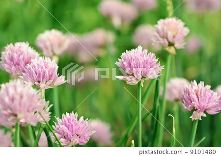 Purple flowers 9101480