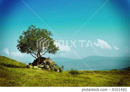 Single olive tree 9101481