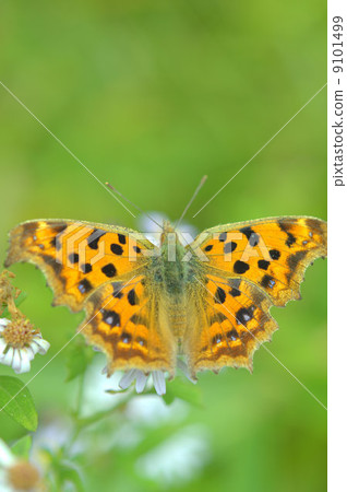 Turtle butterfly Turtle butterfly 9101499