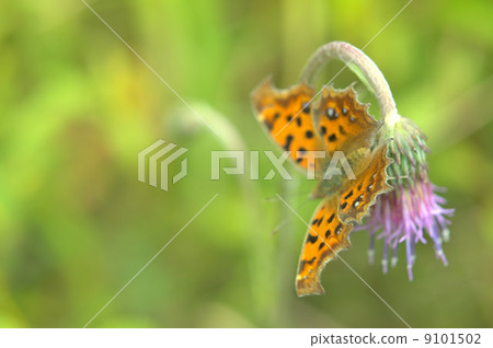 Turtle butterfly Turtle butterfly 9101502