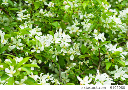 Apple tree flower 9102080