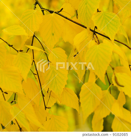 Autumn tree branch 9102085