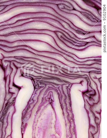 Slice of violet cultivated cabbage. Slice of violet cultivated cabbage. 9102904