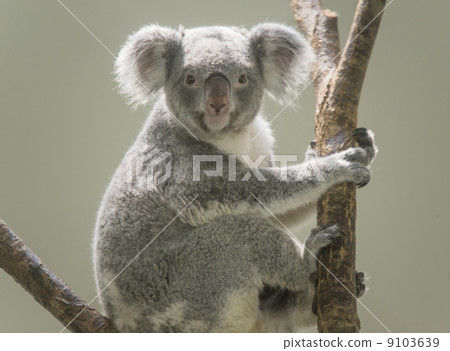 Koala 9103639