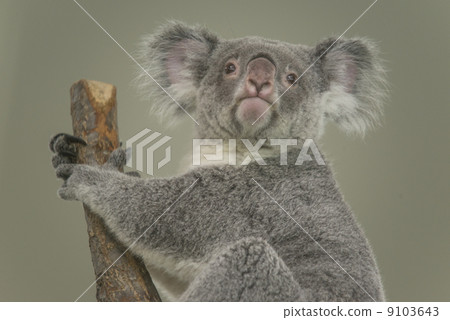 考拉 考拉 9103643