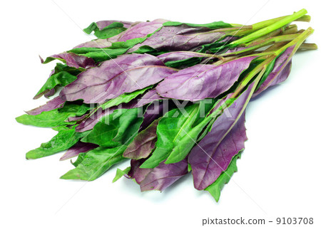 Shikibu Shikibu 9103708