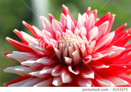 大麗花（愛情節） 9103875