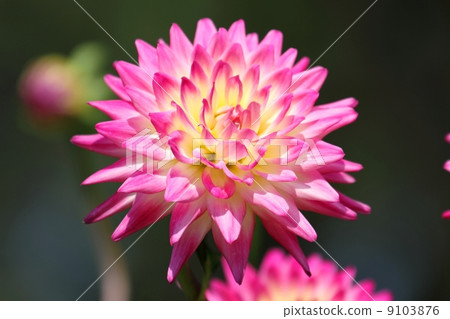 達利亞(Haley Jane) 達利亞(Haley Jane) 9103876