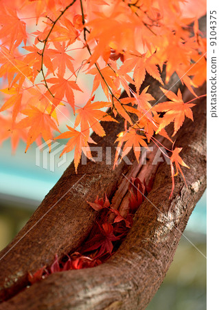 maple leaves 9104375