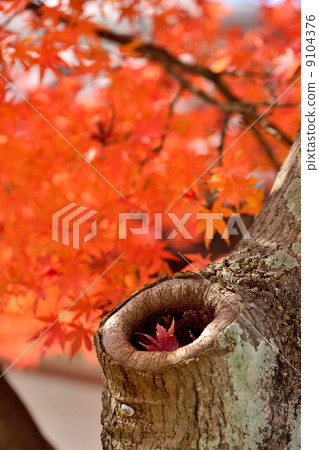 maple leaves 9104376