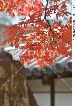 maple leaves 9104377