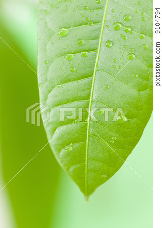 Pakira新的綠色葉子 9104794