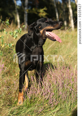 Black Bauce Shepherd in beautiful forest Black Bauce Shepherd in beautiful forest 9105427