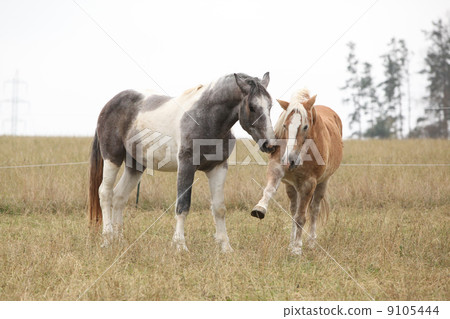 Two horses playing 9105444